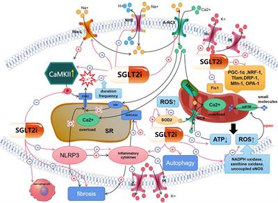 Anti-Arrhythmic Effects of Sodium-Glucose Co-Transporter 2 Inhibitors